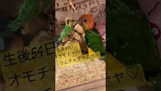 オモチャGET♡#シロハラインコ#雛#赤ちゃん#興味津々#可愛い#birds#癒し#インコのいる暮らし #ラムちゃん