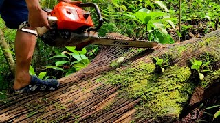 Keajaiban tersembunyi di tepi jurang‼️ kayu ulin berusia ratusan tahun...!! kayu kalimantan