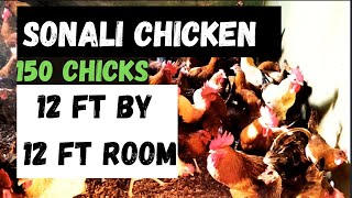 Space Requirements For Sonali Chicken