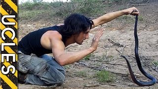 The dangerous Red Bellied Black Snake