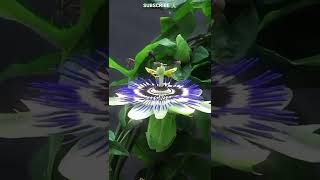 passion fruit flower time lapse