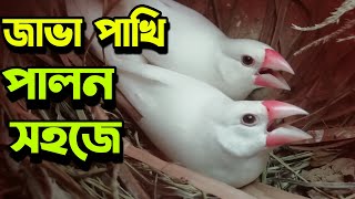 জাভা পাখি সহজে পালন | Java sparrow rearing | জাভা পাখির দাম ২০২২ | Java pakhi palon | Java bird tips