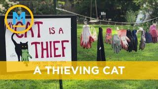 Woman puts up warning sign for her thieving cat that steals items from neighbours | Your Morning