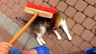 Lustige Videos Zum Totlachen 2014 Lustige Katzen Videos 2014