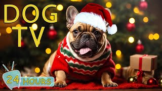 DOG TV: Relaxing Christmas Music Video for Dogs When Home Alone -Soothing Music Beat Anxiety for Dog