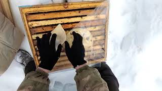 Зимовка пчел на сетчятом дне в Кировской области часть 2