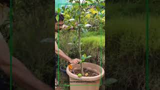 പഴങ്ങള്‍  കൈയ്യെത്തും ദൂരത്ത് #agriculture #fruits #gardening