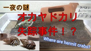 【事件発生】オカヤドカリが一晩で姿を消してしまいました。