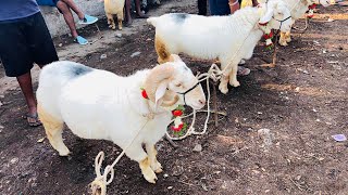 Bannur Sheep for sale 2023 bakraeid special #bannursheeps #bannurkuri #indiansheepfarm