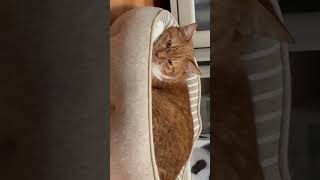 なんか不機嫌そうな猫🐈 #猫 #猫のいる暮らし #猫動画