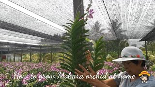 Take a tour of the garden, invite you to plant mockara Add bright colors to our home