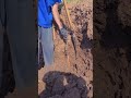 The process of digging yam