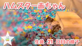 かわいいハムスターの赤ちゃん【生後21日目の様子】【ジャンガリアンハムスター】【マロンのSTORY】