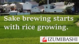 Sake brewing starts with rice growing CN