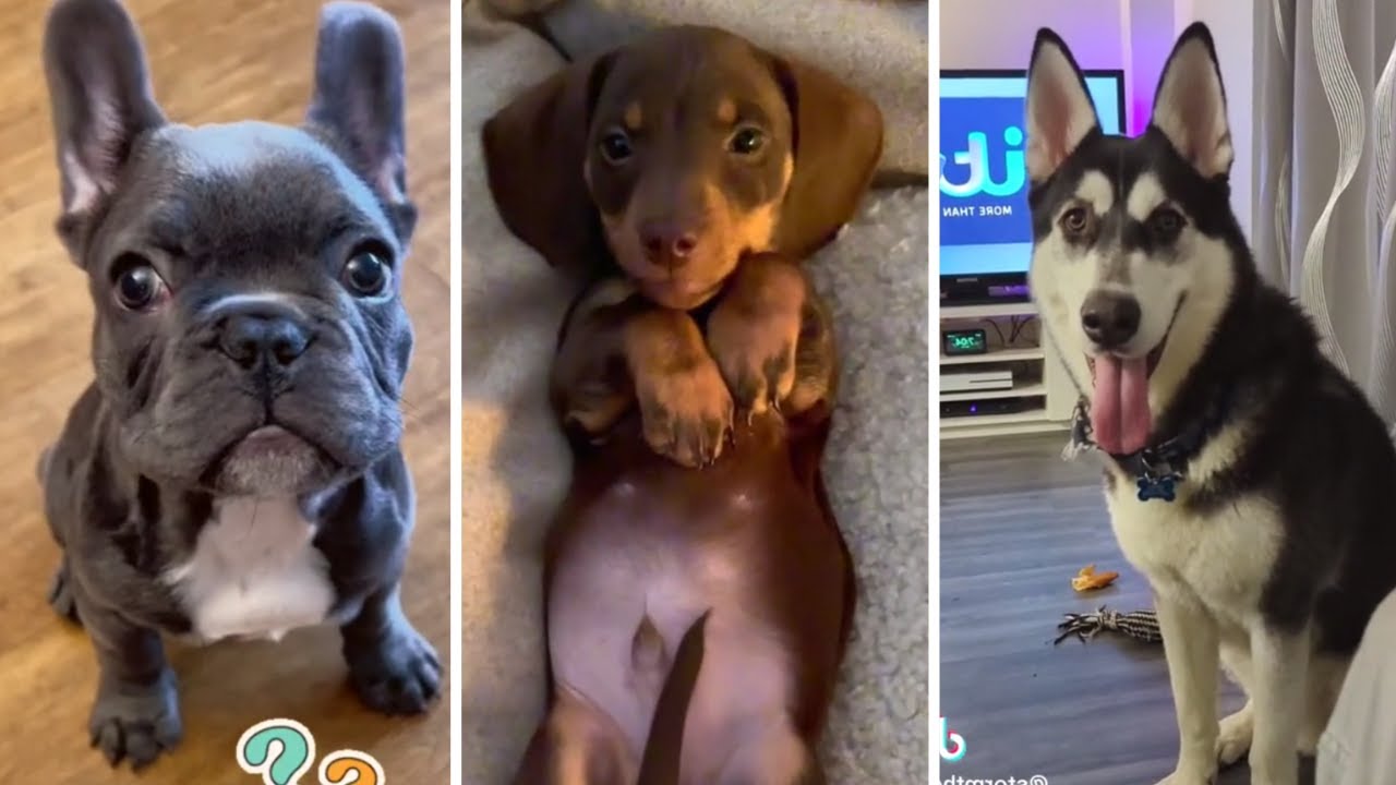 The Most Adorable Dog Videos рџђ Cute Dogs Compilation Youtube