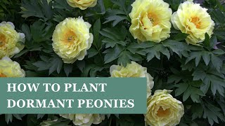 Gorgeous spring blooms: how to plant herbaceous and intersectional peonies with Doug Ruhren