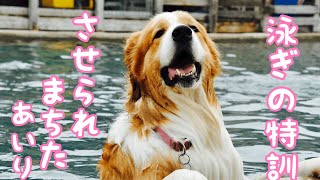 《泳ぎの特訓してました》 グレートピレニーズ ピレバニ greatpyrenees