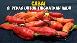 CABAI SI PEDAS PENINGKAT IMUN