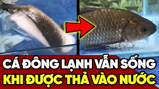 Ngỡ ngàng khi cá đông lạnh SỐNG LẠI khi được thả vào nước | 360 Tin Tức