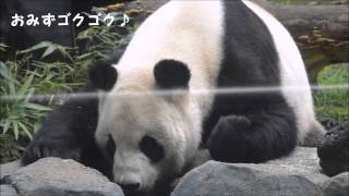 パンダのリーリー、お昼ごはん♪　2014/8/30上野動物園　Ueno Zoo★Giant  Panda