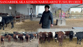 SANJARBEK AKA KESKIN BUQALARNI NARXLARNI TUSHURVORDI