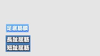 【筋膜リリース】リリーステクニック　NO.6　バックポジション　足底筋膜＃筋膜＃整体＃筋膜はがし