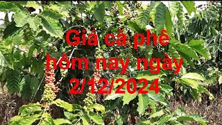 Giá cà phê hôm nay ngày 2/12/2024: Giá cà phê trong nước giữ ở mức cao.