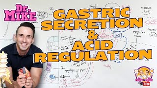 Stomach Physiology | Gastric Secretion & Acid Regulation