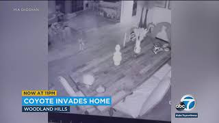 Coyote sneaks into family's home through doggie door