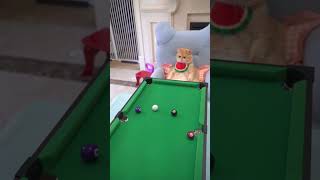 Who will play billiards with me？#shorts #funnycats #funnyvideos
