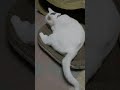 マルちゃんの最近のスタイル ^.^ シッポフリフリマルちゃん cat 白ねこ 猫のいる暮らし 猫 ねこ shots 保護猫 猫の散歩 白猫マルマロ 白猫