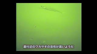 【水中動画】ワカサギ釣りヒットシーン