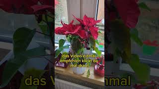 Poinsettia geht ein - Das sind die Gründe! #poinsettia #weihnachtsstern #pflanzen