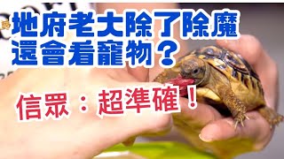 東嶽大帝會除魔  也能看顧寵物心理？信眾直誇：超準確！ #地府老大 #寵物諮商師 #神明也斜槓｜ 寶島神很大online