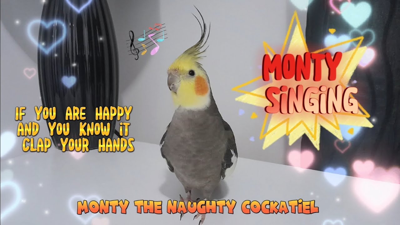 Monty The Naughty Cockatiel Singing If You Are Happy You Know