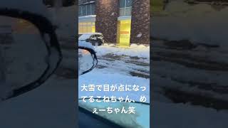 [こねずみ]大雪で目が点になってるこねちゃんとめぇーちゃん笑 #shorts #にしむらゆうじ #こねずみ