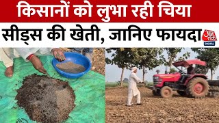 MP News: Jabalpur के किसानों में चिया बीज उगाने का बढ़ता चलन, सेहतमंद आहार, फायदेमंद खेती | Aaj Tak