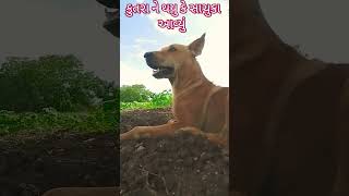 મને લાગ્યું કે સાચુંકા આવ્યું 🐶🐺