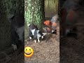 baby goat kid fights a rooster. shorts animals