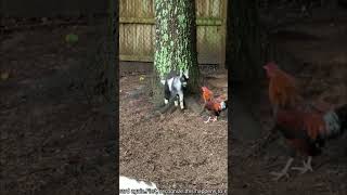 Baby goat (Kid) fights a Rooster. #shorts #animals