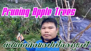 Pruning Apple Trees : แต่งกิ่งแอปเปิลครั้งแรกอายุ3ปี