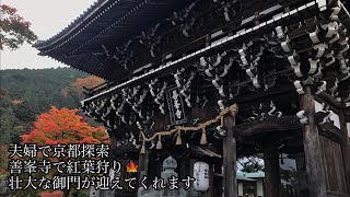 【京都観光】京都善峯寺で紅葉狩り🍁意外と穴場で人も少なし… 【京都】【善峯寺】【紅葉狩り】