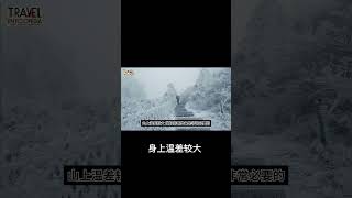 旅行百科 | 黄山旅游攻略：最佳时间、装备和路线推荐 #旅游 #黄山