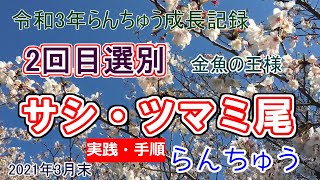 二回目の選別　サシ・ツマミ尾　令和3年らんちゅう成長記録