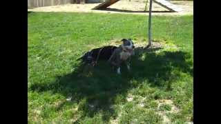 BUSTER black \u0026 TRISHA blue white Pit in Play Group 6 23 2015