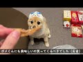 2日間のお留守番を終えた愛犬がこうなりました…