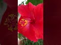 hey i am hibiscus hope you all like my colour 🔴❤ naturelover💚 shorts youtubeshorts youtubevideo