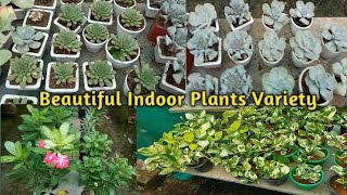 ঘরে কি কি গাছ রাখা যায় / কোন কোন গাছ ঘরে রাখা যায় / Indoor Plants / Air Purifying Plants