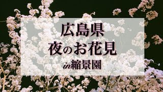 「お花見」広島/縮景園/夜桜/桜/🌸