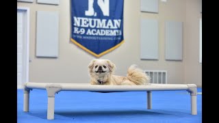 Heidi (Pekingese) Boot Camp Dog Training Video Demonstration